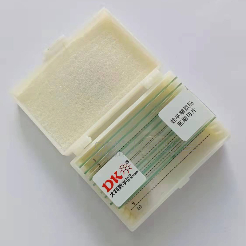 蛙早期原肠切片3