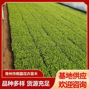 Base Supply of Petunia Plug Seedlings, Seasonal Colorful Morning Glory Flower Plug Seedlings, Seedlings and Florals