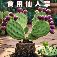 ����Y��ʳ��ˮ���͌����t�������ƷNֲ�S����װ��������ƻ�����