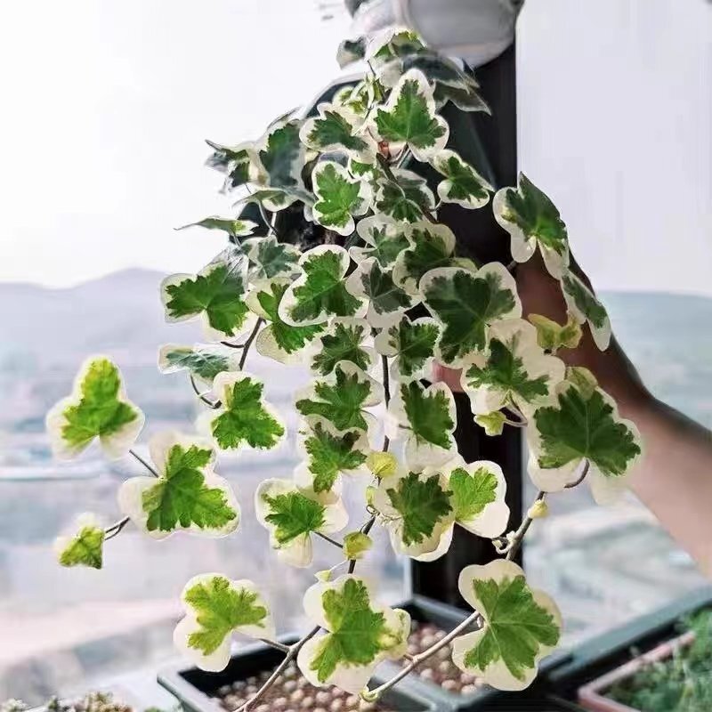 Japanese Round-Leaf Snow-Tinged Ivy, a Rare White Variety, Popular Internet-Famous Indoor Foliage Plant, Easy to Care for All Year Round
