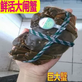 月饼;传统糕点;软糖