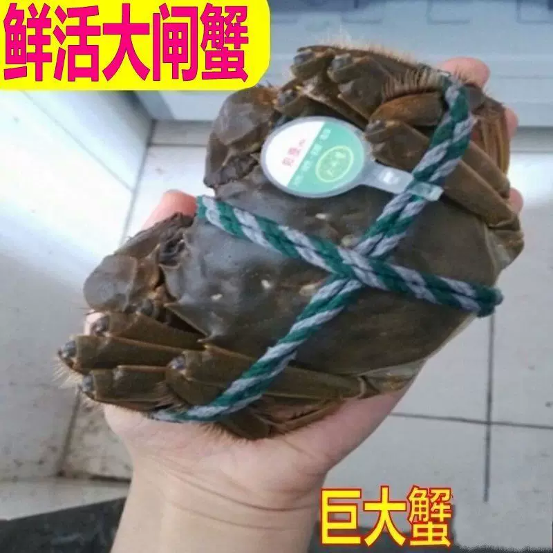 特大现货公母蟹大闸蟹鲜活螃蟹5.0-1.0两大湖蟹礼盒海鲜工厂批发