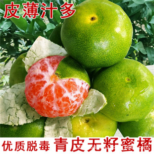 New Variety of Green-Skinned Tangerine Seedlings, Rinan No. 1 Tangerine Seedlings, Early-Maturing Green Citrus Seedlings, Grafted Seedless Tangerine Saplings