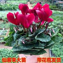 Shipped with flowers cyclamen potted plants large seedlings