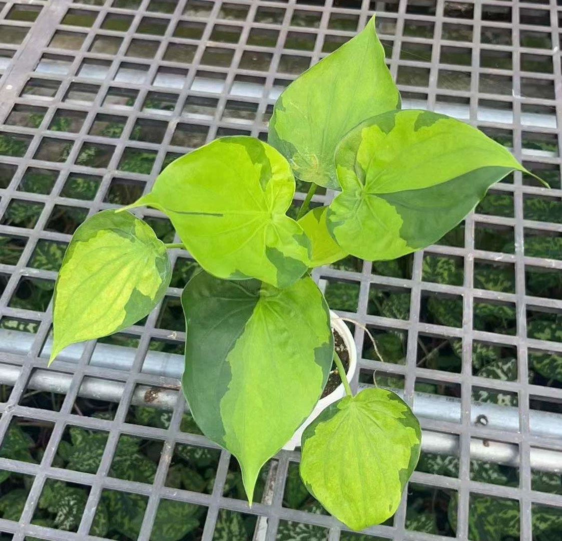 [Базовые прямые поставки] Чистая красная алокасия Листва Цветы Домашние маленькие горшки 0,3 галлона Jinye Pointed Taro