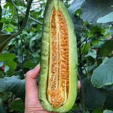 新鲜羊角蜜甜瓜现摘博洋蜜瓜香瓜一件代发现货松脆薄皮脆瓜水果