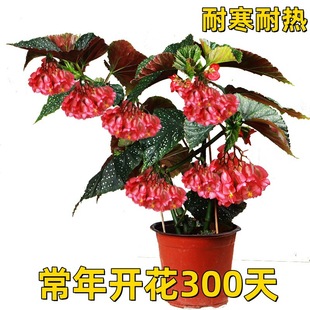 �񹝺��Ļ������Դ��~���c�׻��ļ��̨�^�~�ﺣ��ľ���Gֲ����B