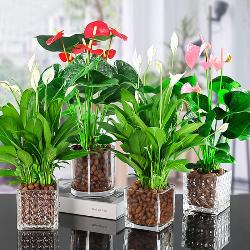 Hydroponic Red Anthurium Potted Plant, Indoor Flower Plant, Office White Anthurium, Water-Cultivated Air-Purifying Flower Hydroponic Red Anthurium Potted Plant, Indoor Flower Plant, Office White Anthurium, Water-Cultivated Air-Purifying Flower