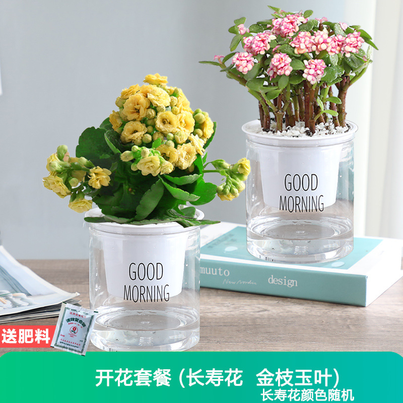 [인기 꽃] 장수 꽃 + 황금 가지와 옥잎 + 무료 비료