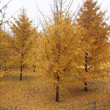 �������l8-60���ִ��y�Ӵ�侫Ʒ�y�ӈ@�־G���е����L���׹���