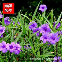 翠芦莉盆栽苗   兰花草   蓝花草耐寒地被时令草花