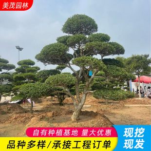 ���͹����S�� ���س��۾�Ʒ�����S�����͘���~�S��� �r��