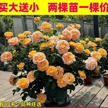 【买大送小】果汁阳台月季花苗四季开花浓香庭院盆栽阳台易活花卉