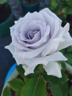 Blue Graun, Blue of the Earth, Shrub Rose, Large Seedlings, Fragrant Large Flowers, Blooming All Seasons, Balcony Courtyard Potted Plants