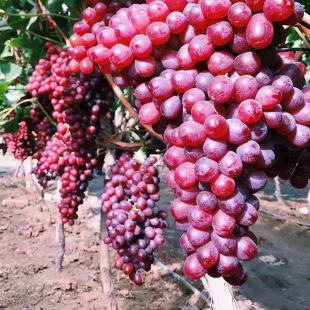 �˂������ј����������ٟo�Ѽt��������ͥԺ�����ϱ����Nֲ������