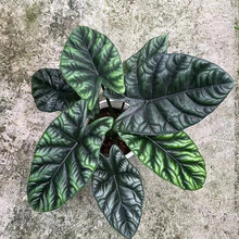 ����ֱ���W�t����ħ�R���󱱚W�L�W�t�Gֲ���B���\ݔֲ��