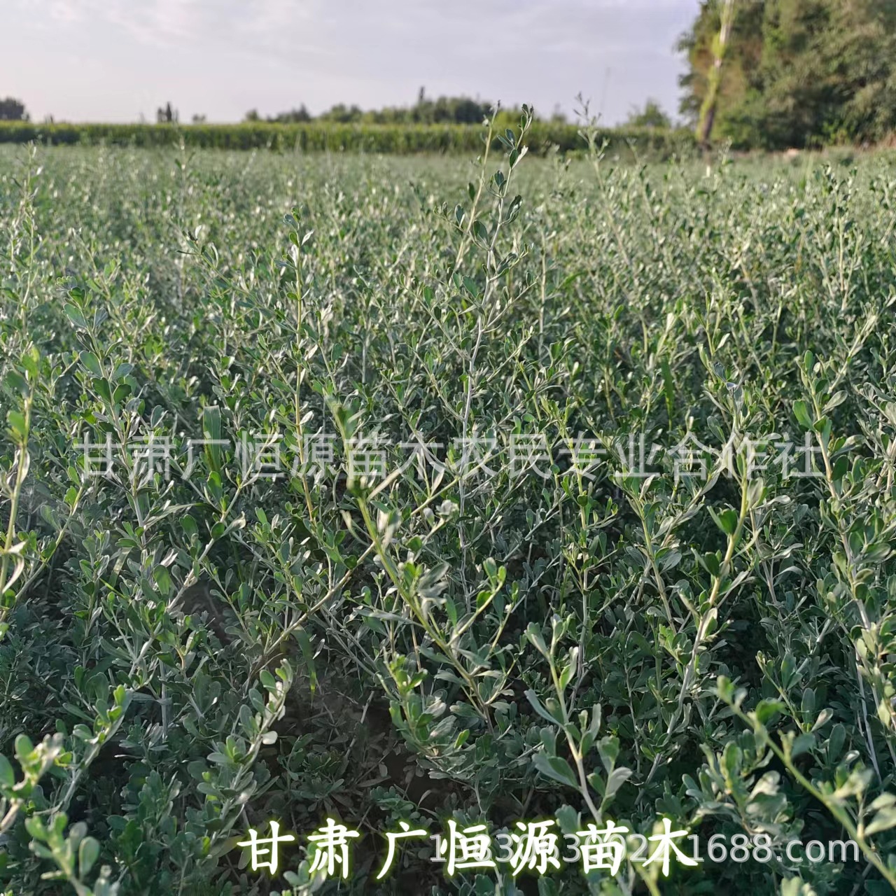 1年生白刺苗图片高度50公分白刺树苗价格