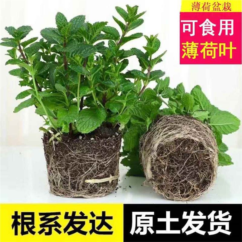柠檬薄荷盆栽驱蚊草水培好养花卉室内绿植物新鲜可食用薄荷叶苗