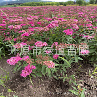 �|���ͺ��ر����ܷۻ������չ������ձ������յ��Ա��罨��С��