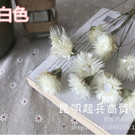 Flor seca Loto de nieve seca Lotus de nieve mini ramo con flor hogar arreglo de flores combinación flor seca
