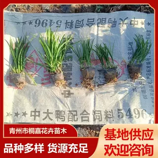 基地批发墅庭院园林绿化草坪植物带土麦冬草苗 庭院地被植物