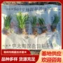 园林基地庭院植物麦冬草