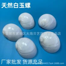 白玉螺天然贝壳海螺寄居蟹螺鱼缸水族造景创意品材料收藏厂家批发