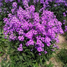 �S�����l�{���N���ļ��׻��_�����������������ɫ�Ͳ˻�����