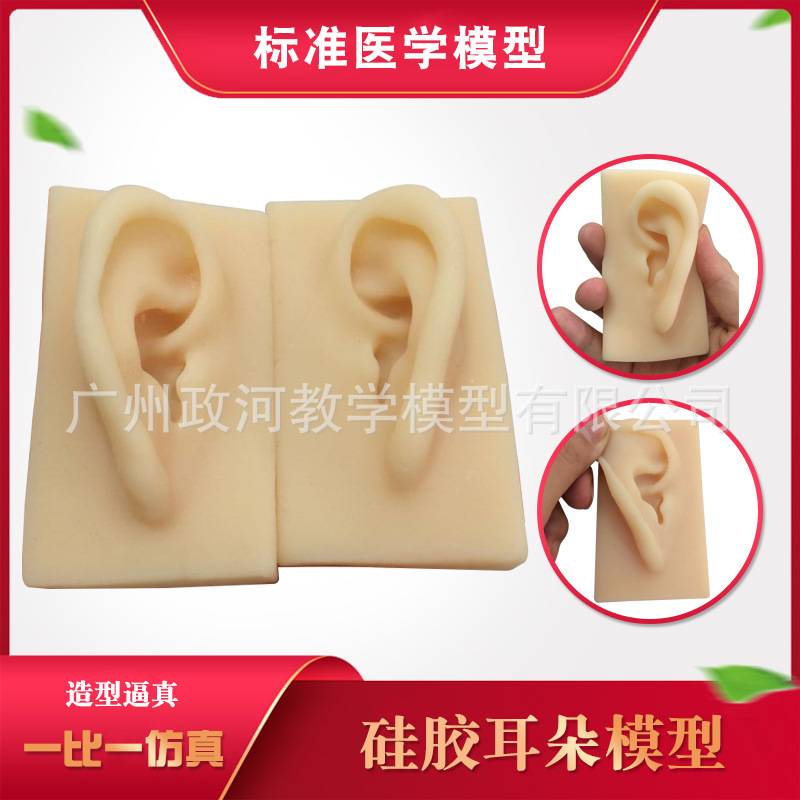 硅胶耳朵模型 软TPR耳朵模型 厂家供应仿真人耳 助听展示道具|ms