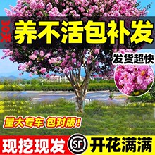 ��ޱ��������;G���L��������ͥԺ�����_�����Ϙ��ļ����ռt�e��