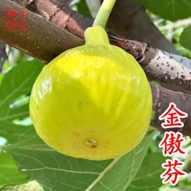园林果树;乔木;灌木