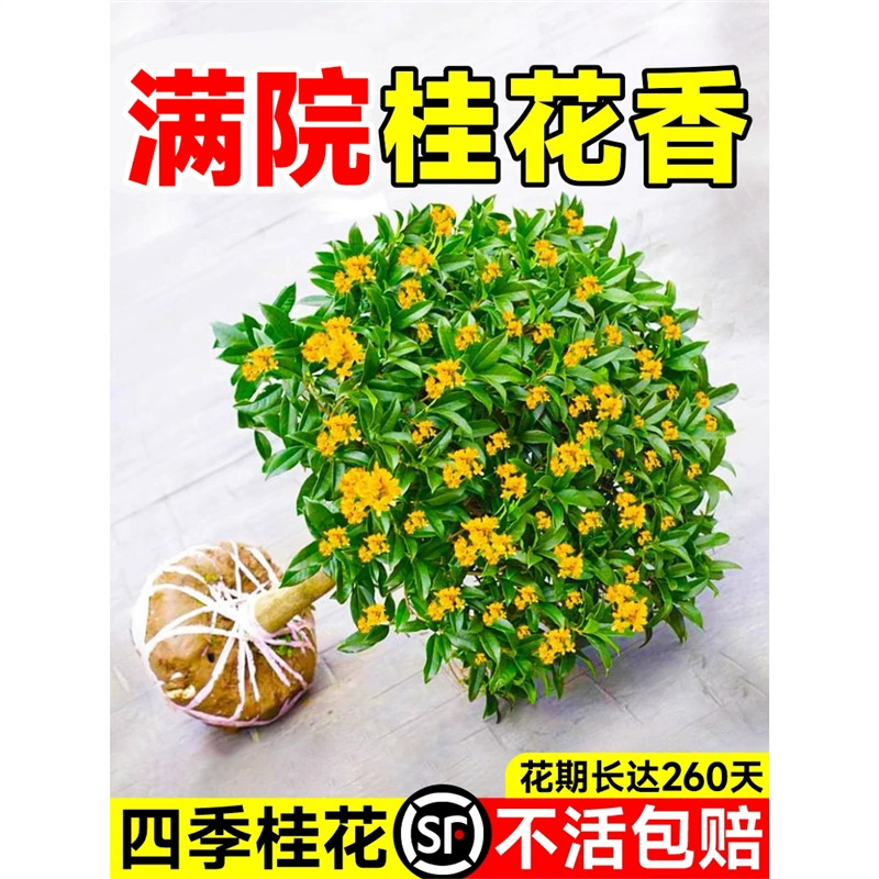 Саженцы османтуса, четырехсезонные горшечные растения османтуса, съедобный османтус, золотой османтус, большие деревья, двор, четырехсезонные цветы, сильный аромат.