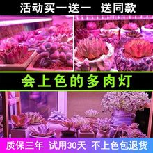 ȫ���Vled�����a���������ɫ���ͽ�L��̫ꖹ⻨������ֲ�����L