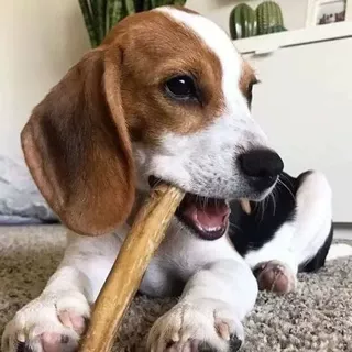 批发纯种比格猎兔犬中型狩猎犬幼犬活体狗狗护卫犬宠物家庭伴侣犬