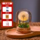 Gradient green-dandelion [gift box]