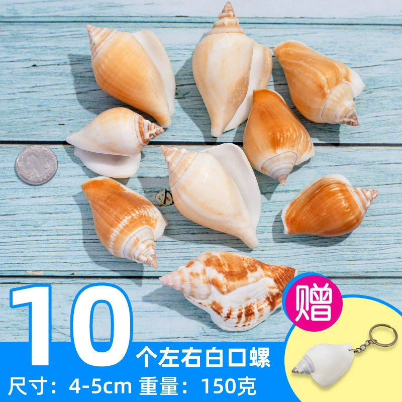 Organic aquarium with shells, aquarium decor, sample handmade