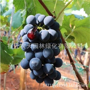 ��ţ�̼t���������� ���d����������ј��� �ϱ���¶��Nֲ������