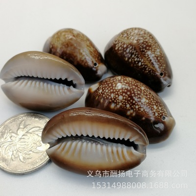 A+天然雪山宝螺贝壳海螺DIY卷抛光寄居蟹鱼缸造景摆件水族箱装饰|ms