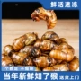 淄博鲜活烧烤新鲜幼虫