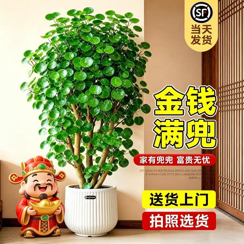 Money Tree, Money Plant, Large Potted Plant for Indoor Living Room, Fortune Tree Plant, Office Greenery, Round-Leaf Plant, Wealth and Prosperity for the Home