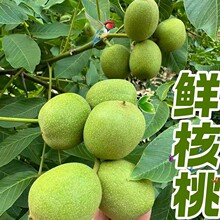大果带青皮核桃新货薄皮孕妇生核桃仁嫩核桃黑桃鲜核桃批一件代发