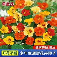 【四季开花】旱金莲种子盆栽花草植物室内易活花卉春天室外花种子