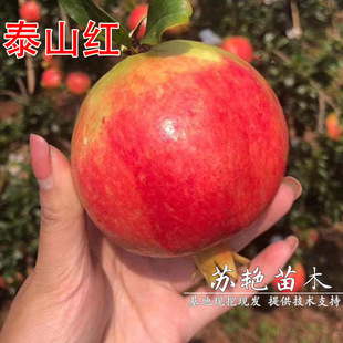 ɽ�|�ͺ�̩ɽ�tʯ���������ͥԺ���Կ���Ӳ����ʯ�����ϱ����Nֲ