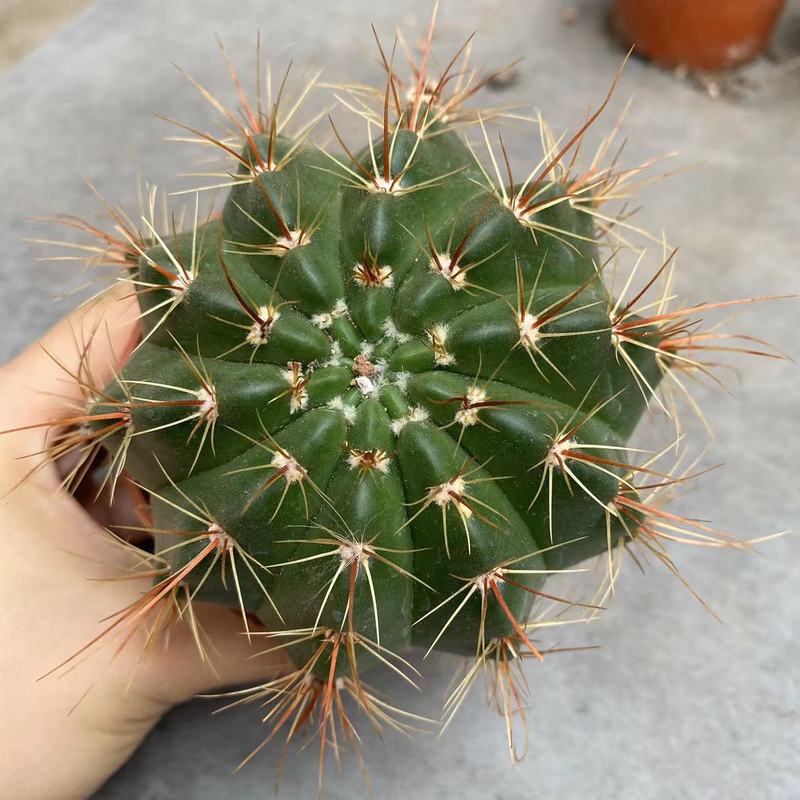 大仙人球コレクション、鉢植えの開花仙人掌、多肉植物、星兜瑞昌玉、玉龍鳳玉、玉翁|undefined