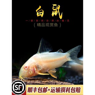 �����~���Ӽt�ۿ������~���坍�ח����߳���������ʳ������w�~