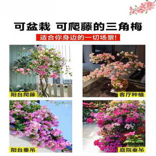 ����÷�������������ļ��_���ܲ��������ذ�ֲ���҃��̨ͥԺ����