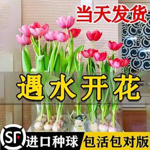 ˮ��������ˮ�ɻ��N�Ӵ��򻨻������҃��r�����^�÷Nֲ���κ��B��