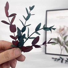 永生花尤加利叶diy材料包苹果叶细干花配叶森系绿植装饰布置配件