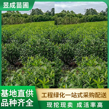 ~dӻֱNֲ@־G^pdӻľ