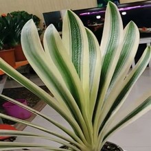 �L�������m���帲݆���mC��z�����~�x��С�绨�����ԾG